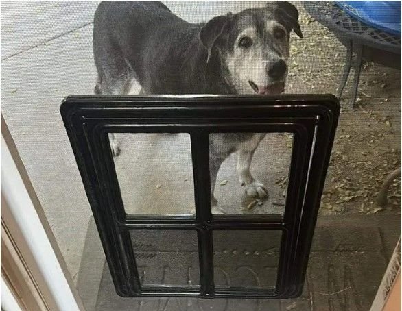 Dog behind a pet screen door